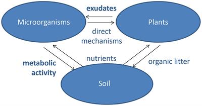 Frontiers | The Role Of Soil Microorganisms In Plant Mineral Nutrition ...